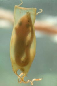 catshark-embryo-mermaidspurse