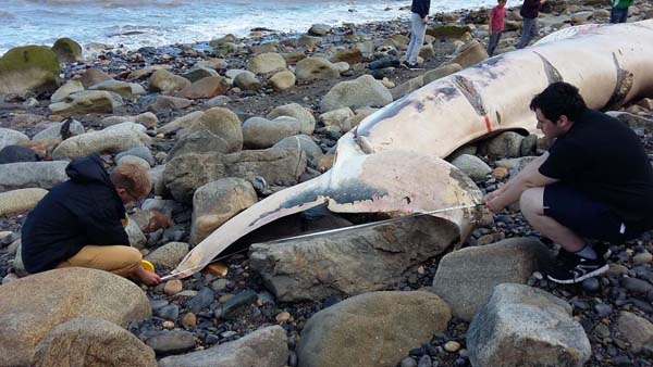 marine-biologists-Marine-Dimensions-whale-stranding