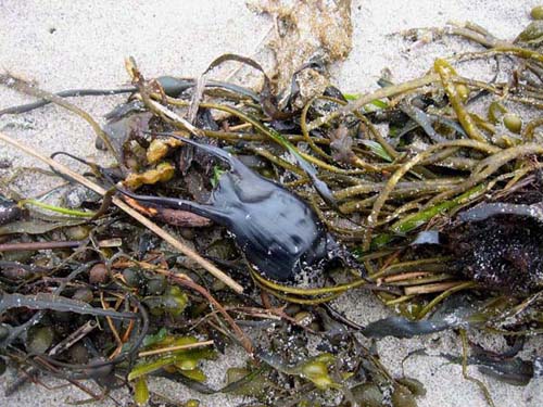 Spotted-Ray-eggcase-mermaidspurse