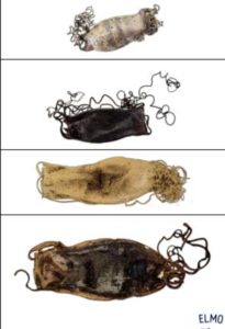 ELMO-Shark-Ray-Eggcase-Identification-Guide-South-Africa