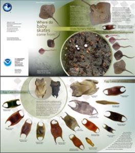 Alaska-Eggcase-Identification-Guide