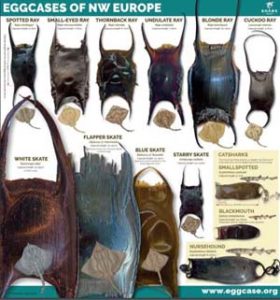 Shark-Trust-Eggcase-Identification-Guide