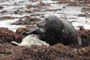 Seal-Mum-Suckling-Pup-Bray