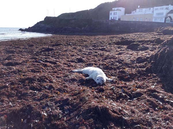 seal-pup-Bray-Head