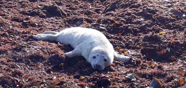 Seal-Pup-Bray-Beach