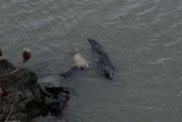 Bray-Grey-Seal-Pup-swimming-Amara-MarineDimensions