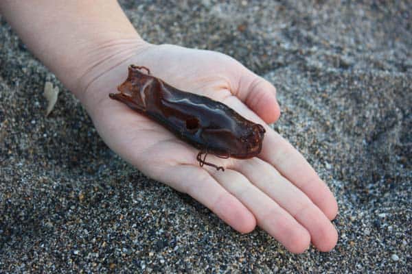 Bull-Huss-Eggcase