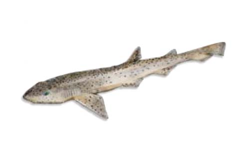 Bull-Huss-Scyliorhinus-stellaris