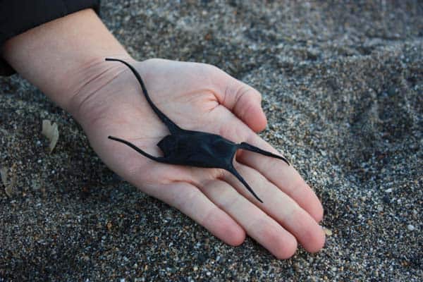 Cuckoo-Ray-Eggcase