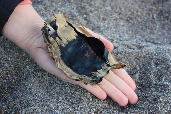 Flapper-Skate-Eggcase