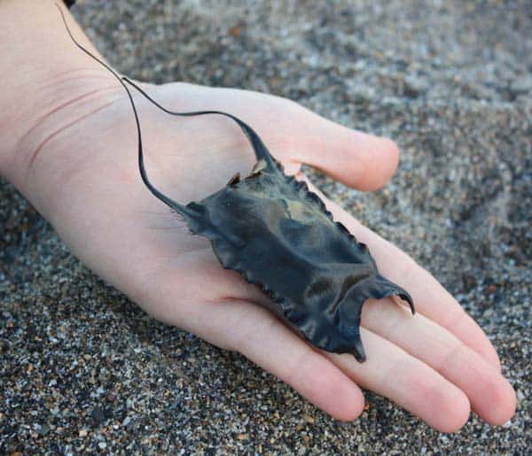 Small-Eyed-Ray-Eggcase