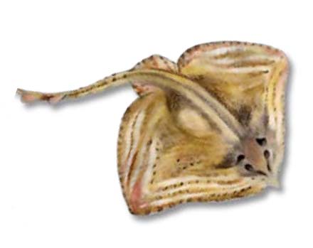 Small-Eyed-Ray-Raja-microocellata