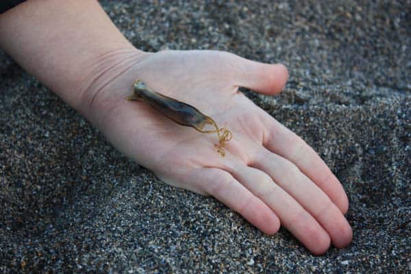 Small-Spotted-Catshark-Eggcase