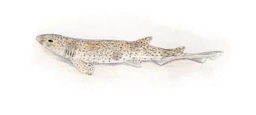 can you eat spotted dogfish