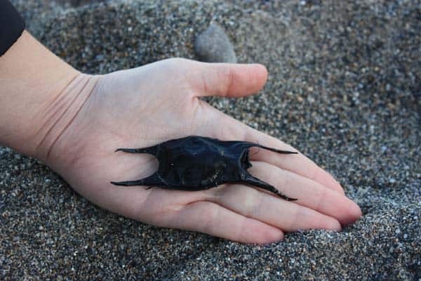 Spotted-Ray-Eggcase-Raja-montagui