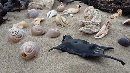 A Beachcomber's Guide to Shells and other Wildlife Found on the Seashore - Marine Dimensions