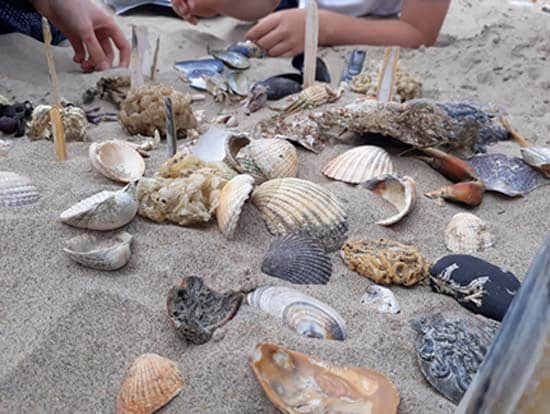 Beach Shells Safari WexfordA21 SarahVarian MarineDimensions 72550 