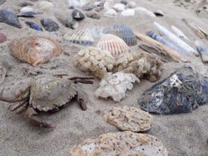 Why seashells are getting harder to find on the seashore