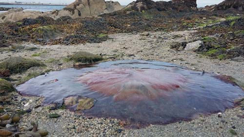 Lions-Mane-Jellyfish-large-stranded-SarahVarian-MarineDimensions