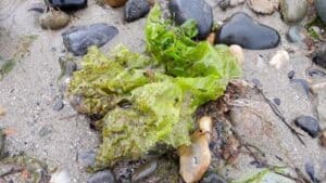 Sea-Lettuce-Ulva-Beach-SarahVarian