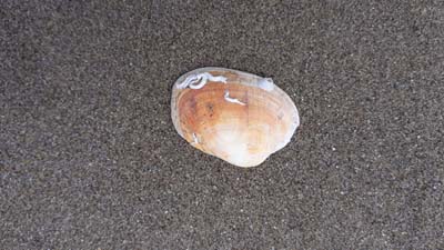 Why seashells are getting harder to find on the seashore