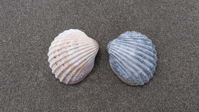 A Beachcomber's Guide to Shells and other Wildlife Found on the