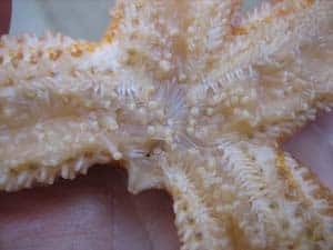 Common-Starfish-Asterias-rubens-Tube-Feet-SarahVarian-MarineDimensions