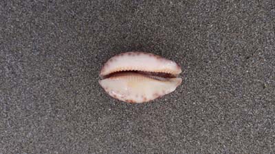 Cowrie-shell-beach-SarahVarian-MarineDimensions