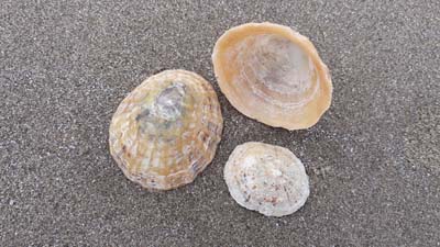 A Beachcomber's Guide to Shells and other Wildlife Found on the