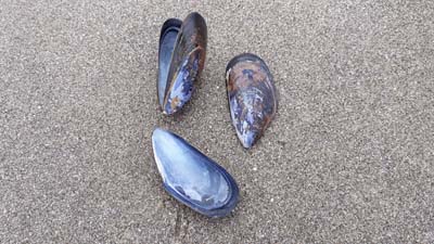 Mussel-shells-beach-SarahVarian-MarineDimensions