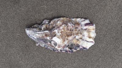 Oyster-shell-beach-SarahVarian-MarineDimensions