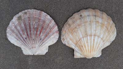 Scallop-shells-beach-SarahVarian-MarineDimensions