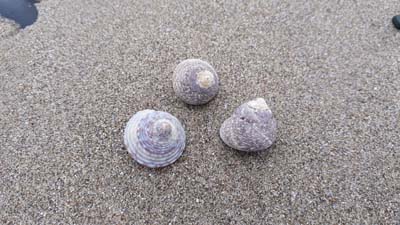 Top-shells-beach-SarahVarian-MarineDimensions