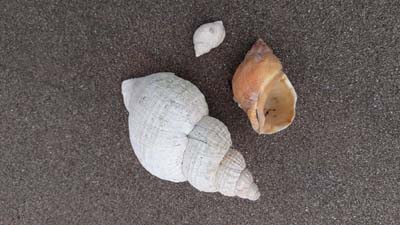 Whelk-shells-beach-SarahVarian-MarineDimensions