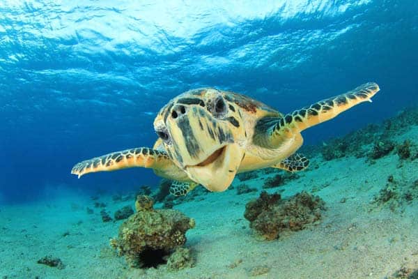 hawksbill-sea-turtle-Rich-Carey-Shutterstock