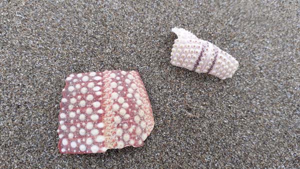 Common-Sea-Urchin-Shell-Fragments-Echinus-esculentus-SarahVarian-MarineDimensions