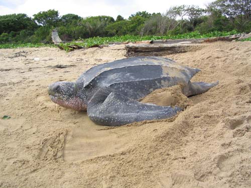 Leatherback-SeaTurtle-Nesting-TomDoyle