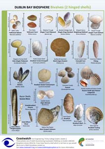 Dublin-Bary-Biosphere-Seashells-Guide-Coastwatch-DCC