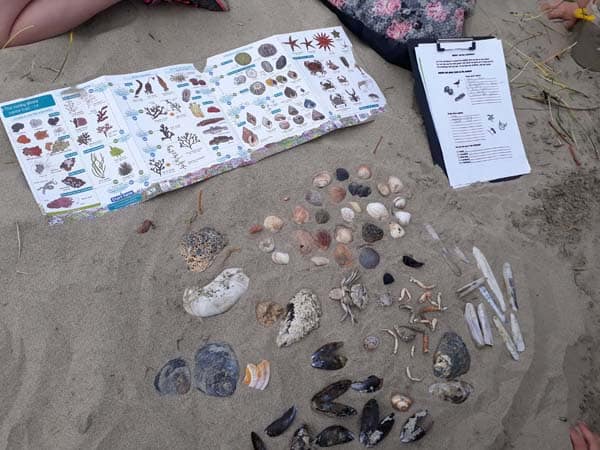 Why seashells are getting harder to find on the seashore