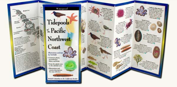 Tidepools-of-the-Pacific-Northwest-Coast